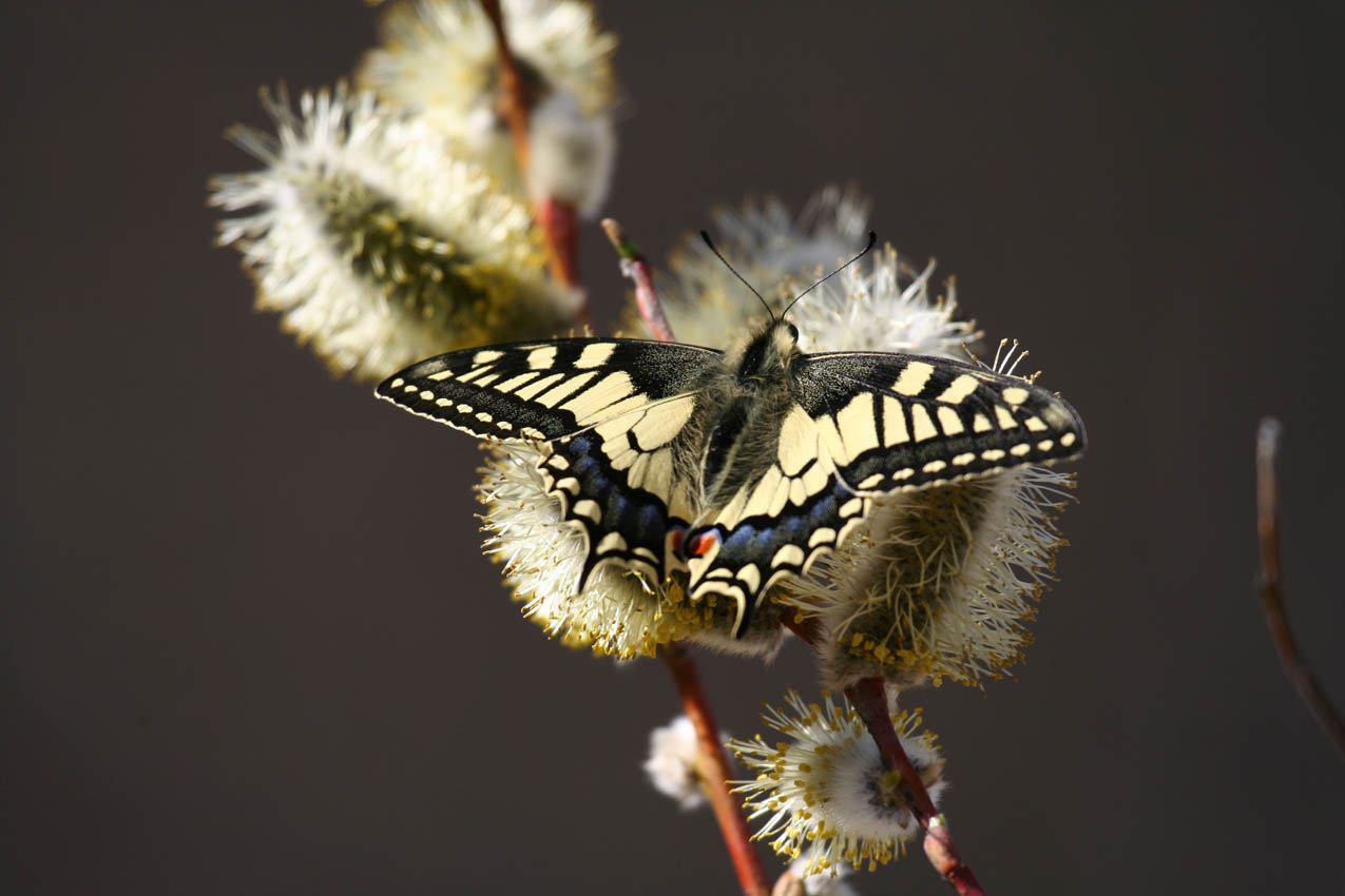 Papillon 2.jpg